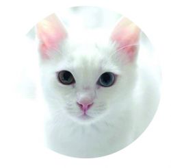 Adhesivo para lector Freestyle Libre - Gato blanco